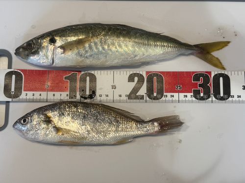 マルアジの釣果