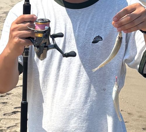 シロギスの釣果