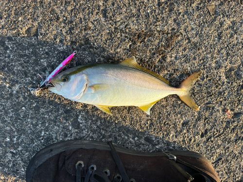 ショゴの釣果