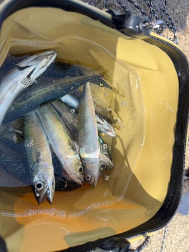 サバの釣果