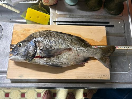 チヌの釣果