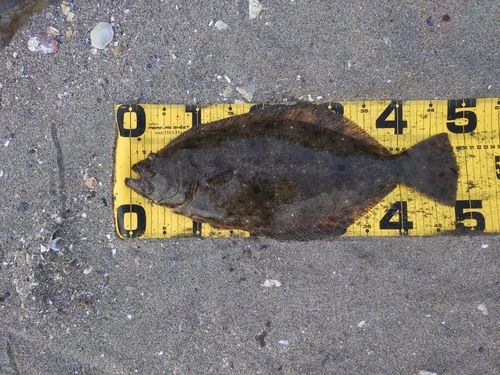 ヒラメの釣果