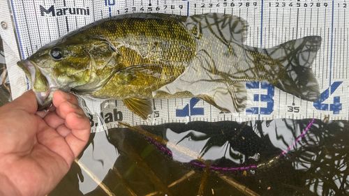 スモールマウスバスの釣果
