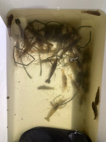 テナガエビの釣果