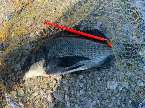 チヌの釣果