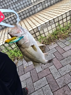 セイゴ（マルスズキ）の釣果