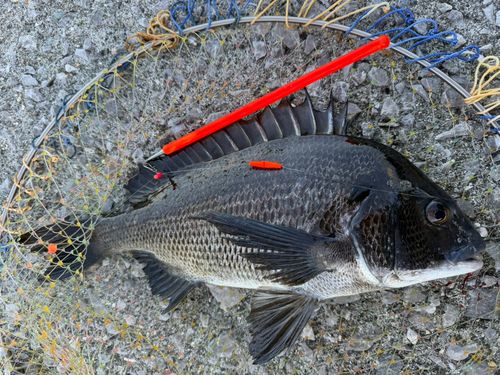 チヌの釣果