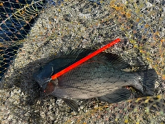 メジナの釣果