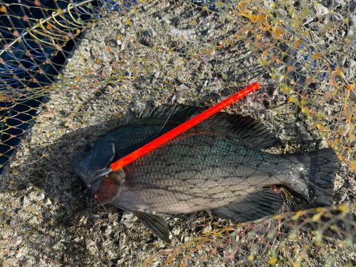 メジナの釣果