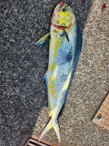 シイラの釣果