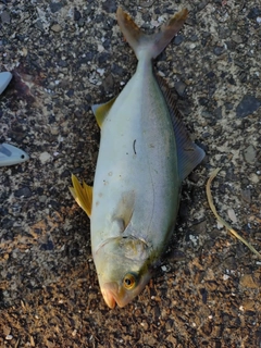 ショゴの釣果