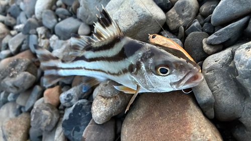 コトヒキの釣果