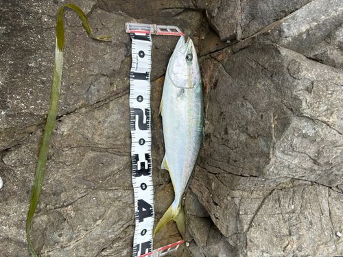 イナダの釣果