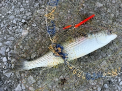 ボラの釣果