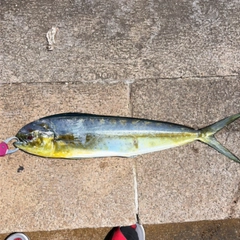 シイラの釣果