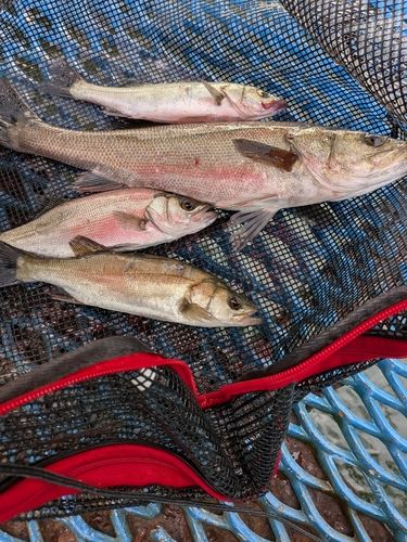 フッコ（ヒラスズキ）の釣果