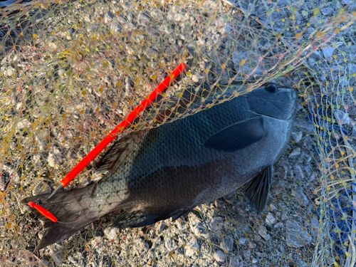 メジナの釣果