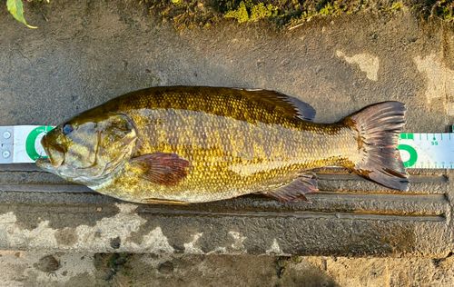 スモールマウスバスの釣果
