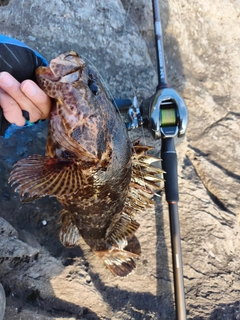 タケノコメバルの釣果
