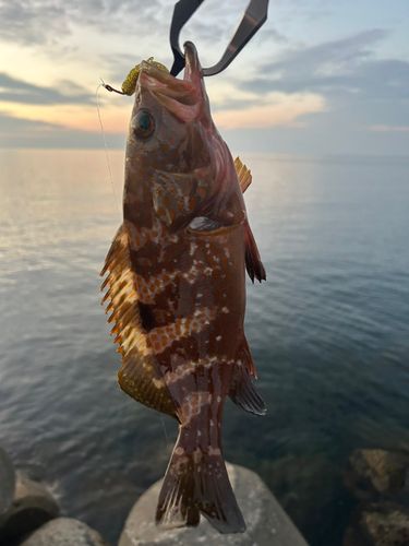 キジハタの釣果