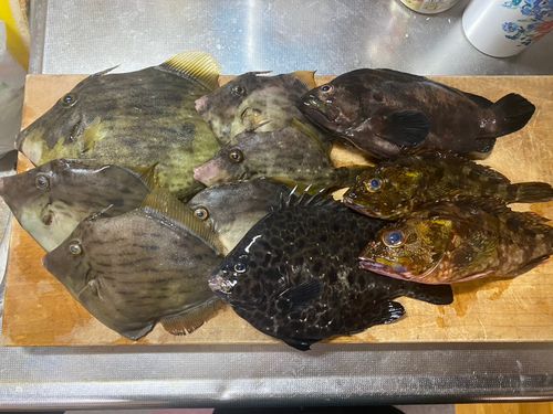 カワハギの釣果