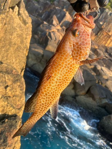 オオモンハタの釣果