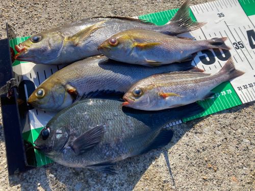 イサキの釣果
