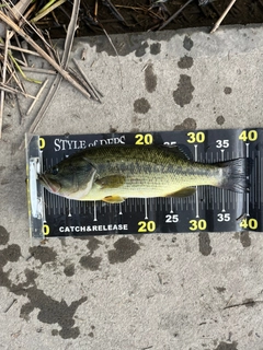 ラージマウスバスの釣果