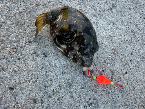 フグの釣果