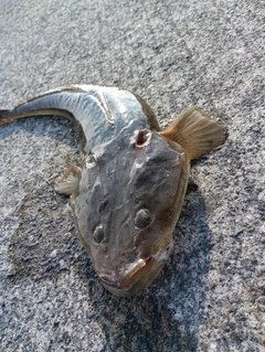 マゴチの釣果