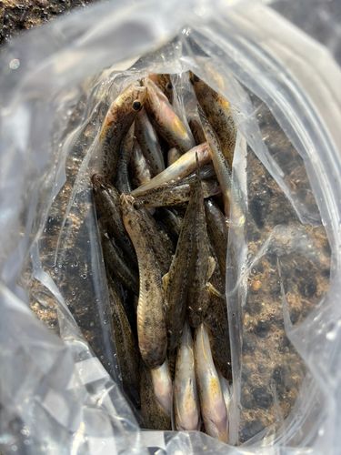 マハゼの釣果