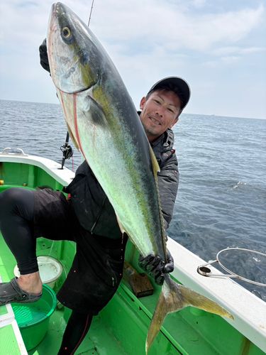 ブリの釣果