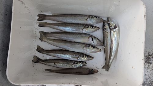 シロギスの釣果
