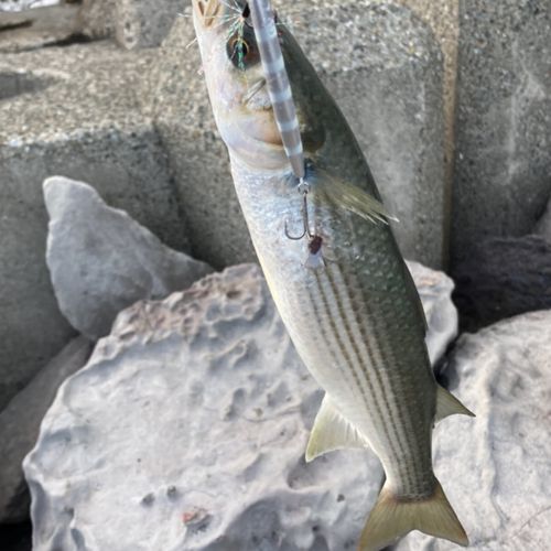 ボラの釣果