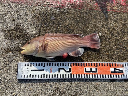 カンダイの釣果