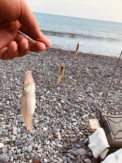 シロギスの釣果