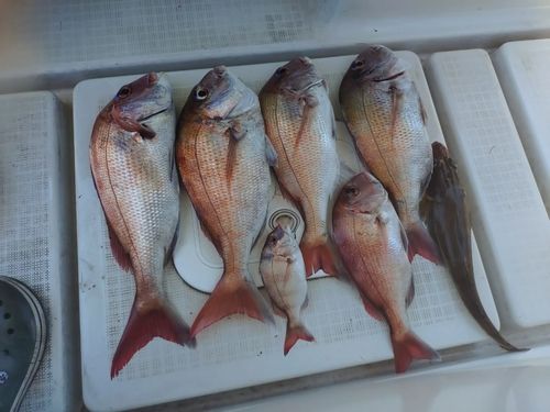 マダイの釣果