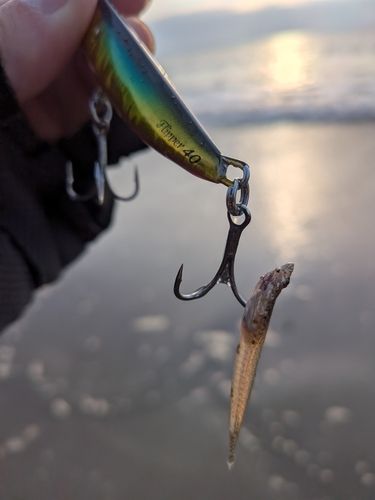 マゴチの釣果