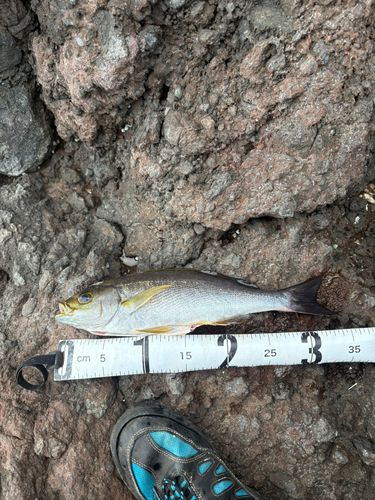 ヘダイの釣果