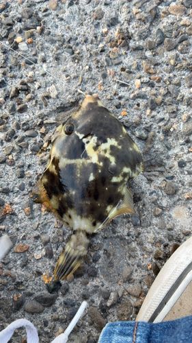 カワハギの釣果