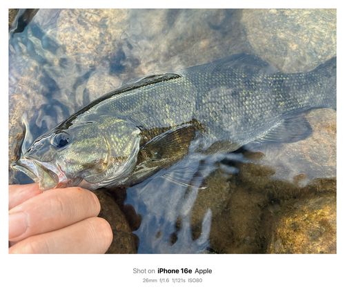 スモールマウスバスの釣果