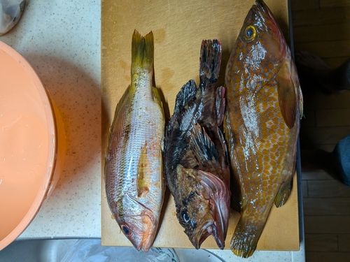 キジハタの釣果