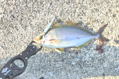 ショゴの釣果