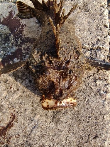 オニオコゼの釣果