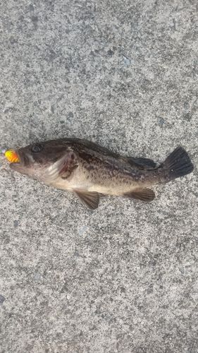 ソイの釣果