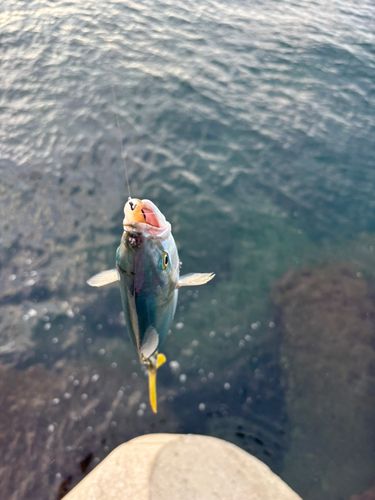 イナダの釣果