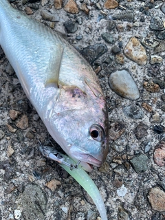 イシモチの釣果