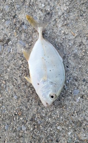 メッキの釣果