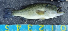 ブラックバスの釣果