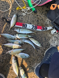 アジの釣果